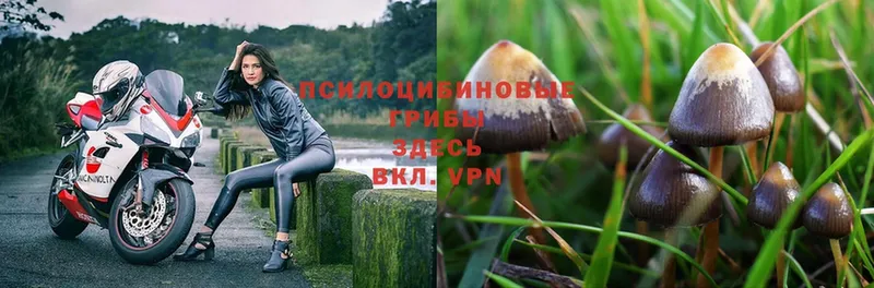 OMG ссылки  Зарайск  Галлюциногенные грибы Psilocybe 